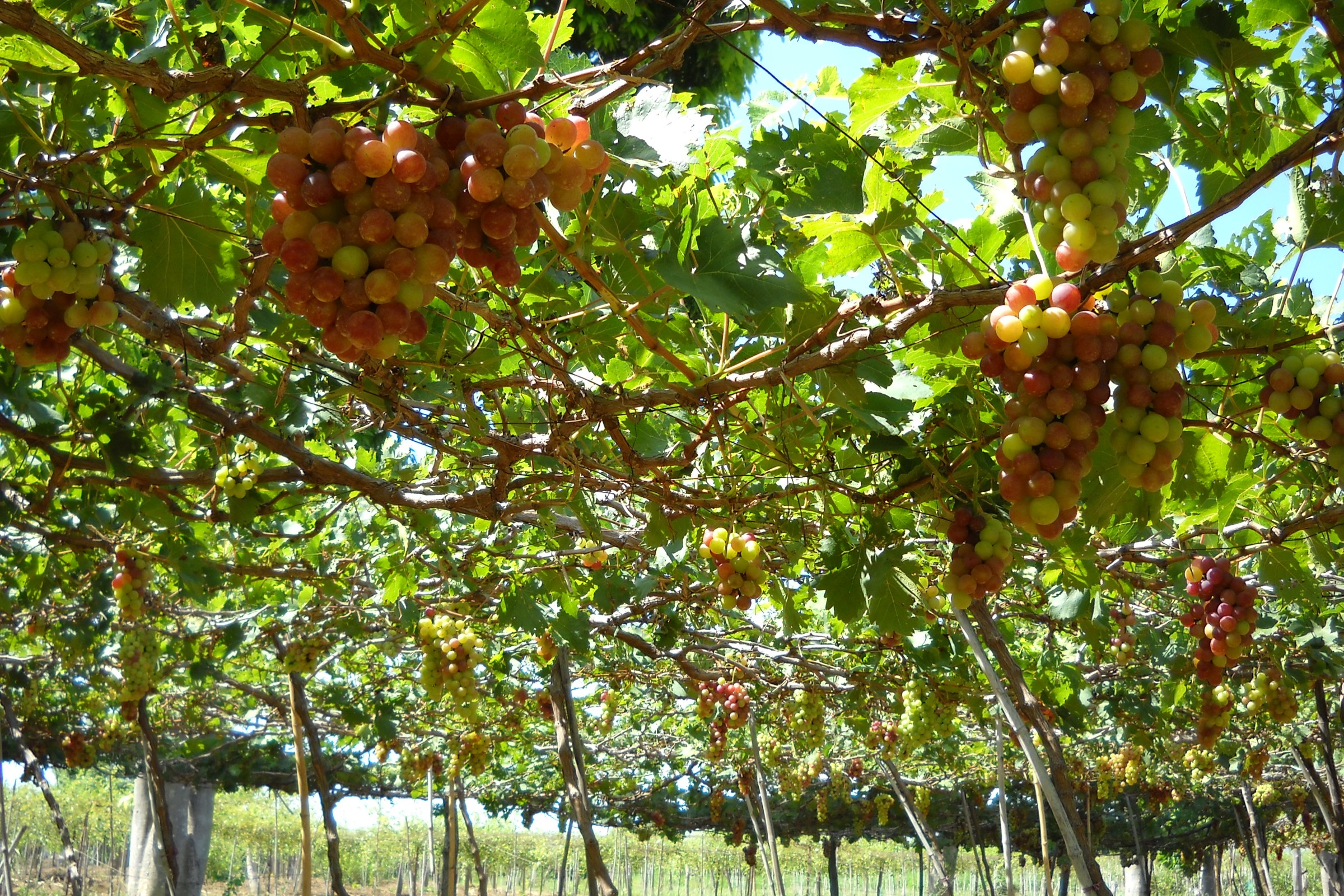 Giàn nho với những chùm nho đỏ và xanh ở vùng Phan Rang