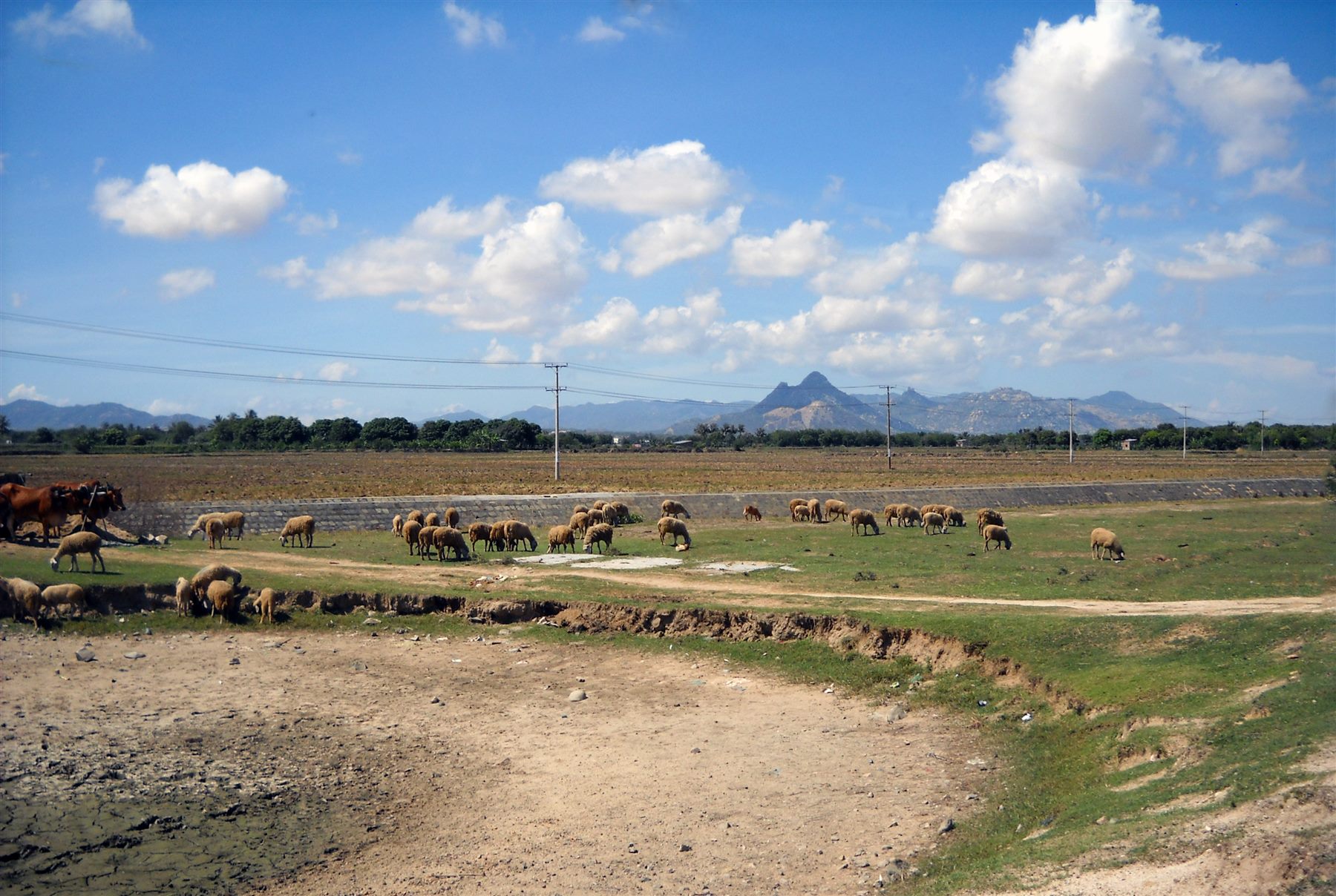 Đàn cừu gặm cỏ trên bãi cỏ khô ở vùng Phan Rang, phía sau là núi